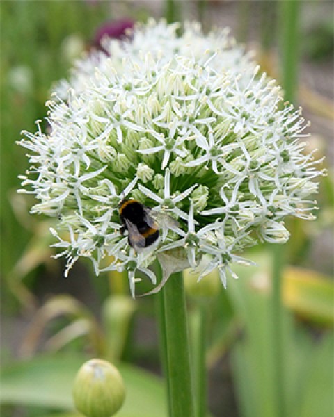 Allium Mount Everest7